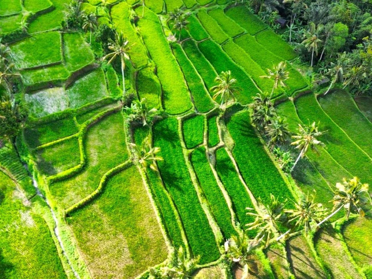 Pondok Is Oke Villa Scenic View Banyuwangi  Luaran gambar